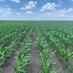 Ryan Wagner (@wagner_farms) Twitter profile photo Ryan Wagner (@wagner_farms) Twitter profile photo