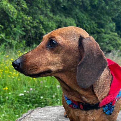 User-centred research and design, former academic, dachshund lady, mother of neurodiverse dragons