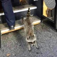 TrashPandaInternational (@trashpandapan) 's Twitter Profile