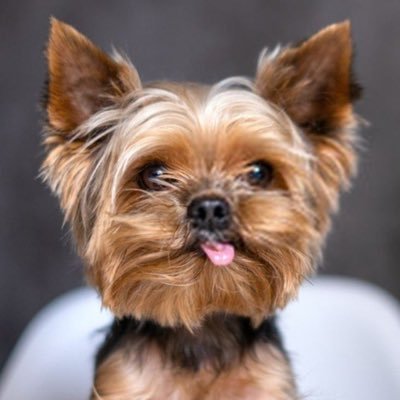 YerTeri_'s profile picture. 🐶