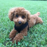 トイプードルのノア君 (@commune_os) 's Twitter Profile