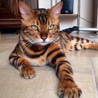 poyraz (@poyrazist85) 's Twitter Profile