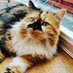 Princess Hetty (@calicofloof) Twitter profile photo Princess Hetty (@calicofloof) Twitter profile photo