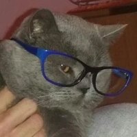 кот в очках(@Samodeen_1) 's Twitter Profileg