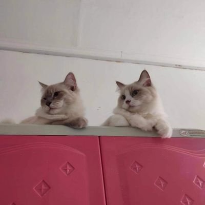 yoputri1's profile picture. 