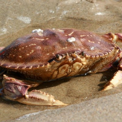 SBCDungies's profile picture. baseball, kids, crabs