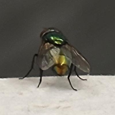 a_random_fly Profile Picture