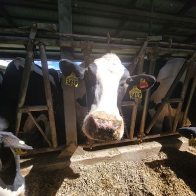 Rubychirp1's profile picture. ☮️🌊