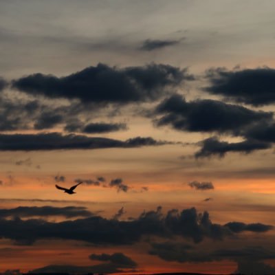 assmaa_sayed's profile picture. 