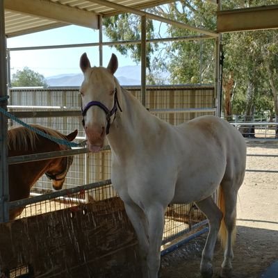 cheeb27's profile picture. Horse and dog person, married 35 years, daughter just earned her 2025 CSUS Master's degree! 1985 CSUN alumni, 
Donny Osmond fan.