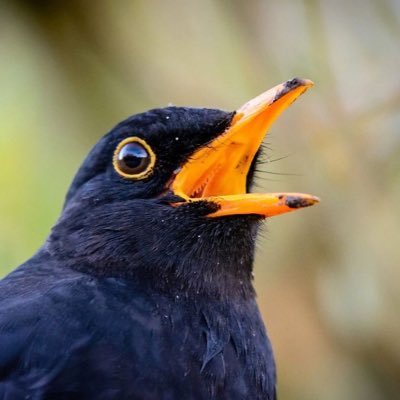 Blackbird_____5's profile picture. Regola # 1: fatte li cazzi tua. Regola # 2: non rompe er cazzo Regola # 3: nun te sta bene? E allora fallo te. Regola # 4: Lazio merda Regola # 5: Rock on!