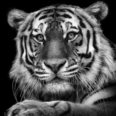 amaobi_emeka's profile picture. FX trading enthusiast.