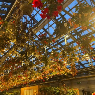 irima528's profile picture. ku law