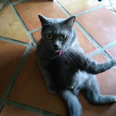 AdrianDones8's profile picture. Um Idk