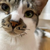 でんすけ劇場 (@densuke_cat) 's Twitter Profile