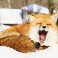 foxtail (@foxtail_long) 's Twitter Profile