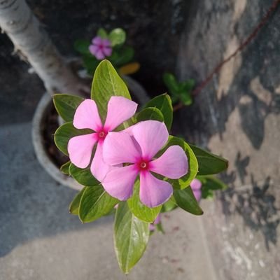 RajatAilawadi's profile picture. I AM PROFESSIONAL POET, CONTENT WRITER, LOGO DESIGNER.  YOU CAN HIRE ME = https://t.co/fEQtfvOaWT