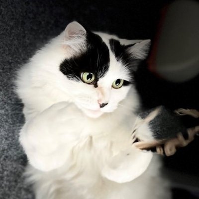猫3匹とチェロに飼われている生物学者😅. cello歴4年ちょい。celloもろくに弾けないのにviolinかviolaを弾いてみたくてソワソワ。😼とら吉♂20/4生 😺黒丸♂18/10生 🐱ゆき♀14/10生. 主な仕事: 医薬研究。 執筆、ラジオ、TVのお仕事など。RT&無言フォロー歓迎