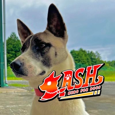 ZASH (@ZASH91999804) / X ZASH (@ZASH91999804) / X