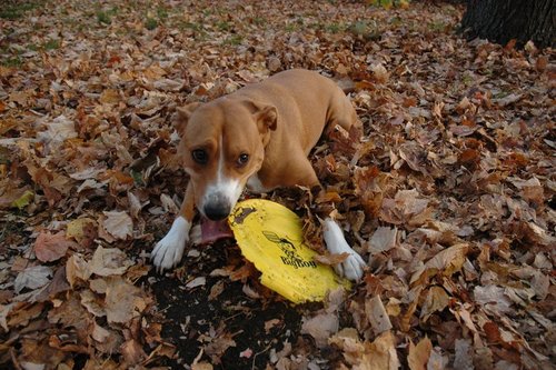 bobthedog5's profile picture. 