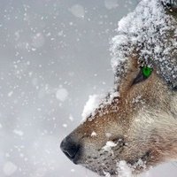Nala(Merlin🔮🧙) (@nala60752035) 's Twitter Profile