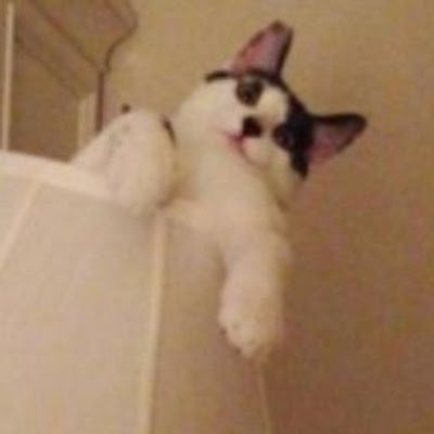 TheyLoveBunxx's profile picture.