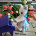 ねこ🐱〄 (@akoneko_r) Twitter profile photo ねこ🐱〄 (@akoneko_r) Twitter profile photo