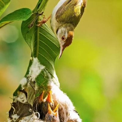 ZenWarriorr's profile picture. Human. Eyes 👀 of Biodiversity, MotherGaia travels in Time ⏲