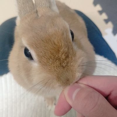 むぎ氏(アイコンの🐰)のいる家に住む実家暮らしの理系大学生の作る気まぐれ料理日記
#むぎ氏ん家の晩御飯