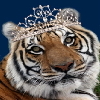 PrincessTiger1 Profile Picture