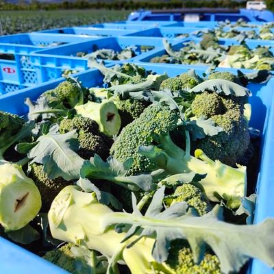 鳥取県の🥦農家。夏だけ🌽。ほぼひとり農業。