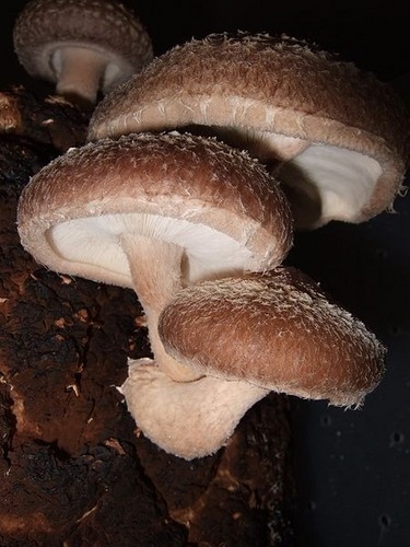 Blog de culture de champignons comestibles et médicinaux Apprenez les techniques et les paramètres pour cultiver des champignons chez vous ou dans votre jardin.