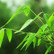 akikogamorimori's profile picture. NintendoSwitch ミステリー案内シリーズBGM担当してます。