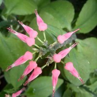 คู่ โคราช (@pphassro) 's Twitter Profile