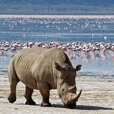 Lake Nakuru National Park (@KwsLakeNakuru) / Twitter Lake Nakuru National Park (@KwsLakeNakuru) / Twitter
