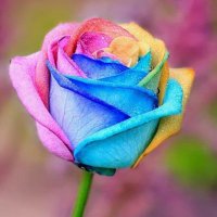 とこすけ (@kametokosuke) 's Twitter Profile
