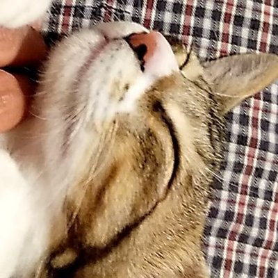 まねきねこ様 ② 新甘泉 入荷実績 - revisionskincare.pk