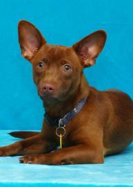 RMPR places rescues with fosters until they are adopted to their furever homes. Finding loving FUREVER homes through careful adoption placement.