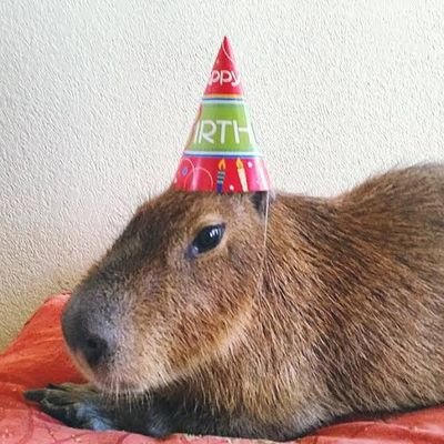 Bet4Teste13's profile picture. .