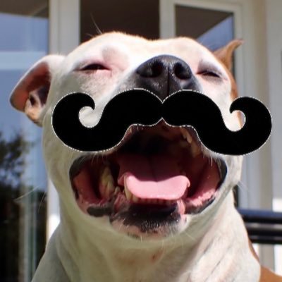 canipericolosi's profile picture. 