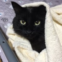 夜空 🐈‍⬛ (@ge3wmfjxlb6sqzt) 's Twitter Profile Photo