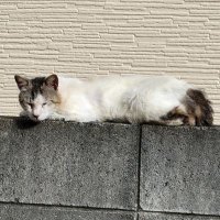 Nimbus02 (@nimbus0231) 's Twitter Profile