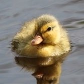 湖底のカワウソさんのプロフィール画像