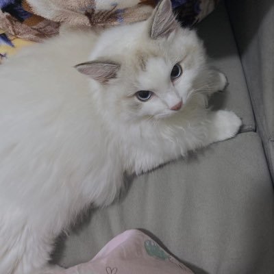 hahadashi1's profile picture. 