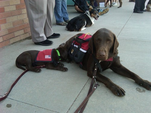GAP Dogs is a registered 501 3c non-profit organization. We have been pairing service dogs with persons with disabilities for the last 10 years.