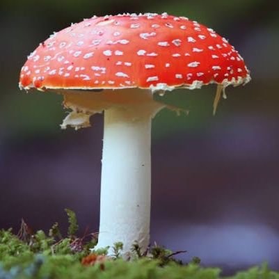 ArgelValencia's profile picture. 