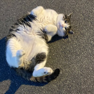 芝浦工業大学大宮キャンパスのマスコット的存在である「芝猫」。
当団体はそんな芝猫の写真、たまに情報などをぼちぼちつぶやいていきます!
ねこの写真はDMまで お問い合わせは代表@27ZkqのDMまで🐈