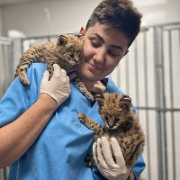 Patri M. (@zoographing) 's Twitter Profile