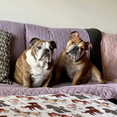 Hi! We are funny & loveable English Bulldogs. We're spoiled & showered with love. 💜 Find us on TikTok: https://t.co/sm8mVJJfxo