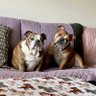 LenaMasami's profile picture. Hi! We are funny & loveable English Bulldogs. We're spoiled & showered with love. 💜 Find us on TikTok: https://t.co/sm8mVJJfxo